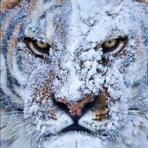 Ten Foot Tiger's Pray for Snow Party at The Divided Sky