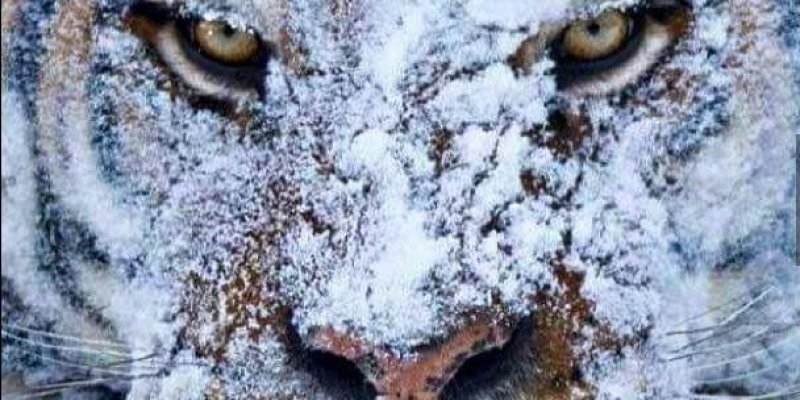 Ten Foot Tiger's Pray for Snow Party at The Divided Sky