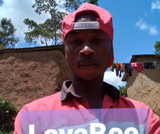 LavaBee 