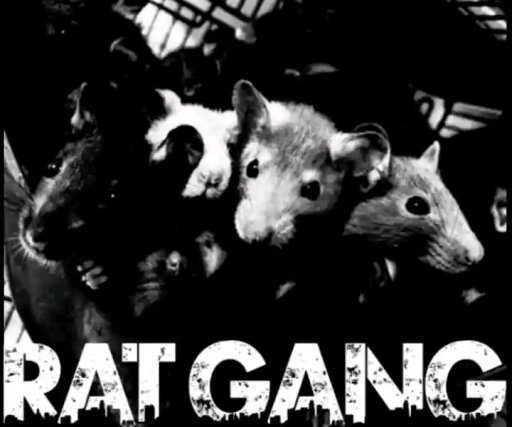 Ratgang Bass