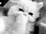 Kiếp Người Remix