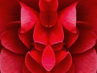 Emotion -Righteous Reject 