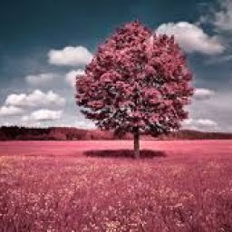 uploaded_audio image