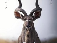 Gam&eacute; d'adjam&eacute;