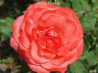 Dear Love ft. Poyoyo