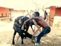 King Z- Ka dance Ka amfumu (Prod by Tom Zee Nexus)