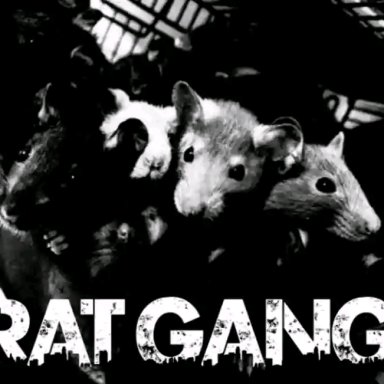 Ratgangbass 