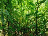 Triple F(SJ x Yonka)