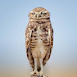 @john-sebastien-cadet